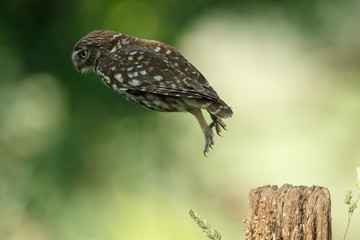 Little owl in last sunlight on a spring day