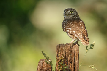 Little owl in last sunlight on a spring day