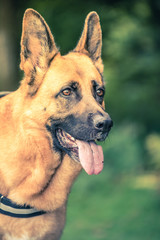 german shepherd close view on face