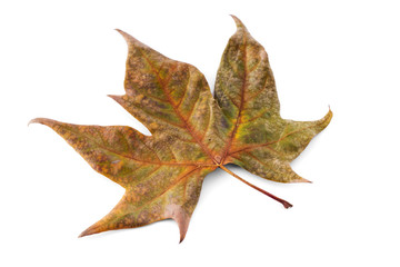 Naklejka premium fallen leaf