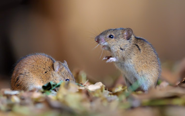 Striped field mice pair posing 