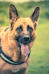 german shepherd close view on face