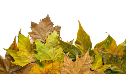 Dry leaves on white background