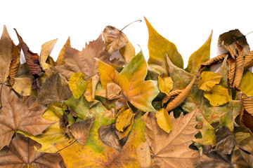 Dry leaves on white background