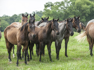 Fototapeta na wymiar Quarter horse herd with mares and foals