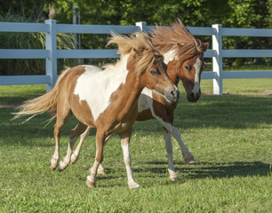 Naklejka na ściany i meble Miniature horse stallion and mare run in paddock