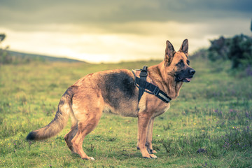 german shepherd dog pose