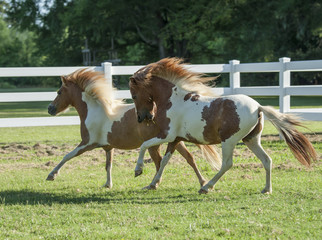 Miniature horse stallion and mare run in paddock
