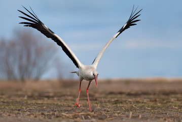 White stork taking off