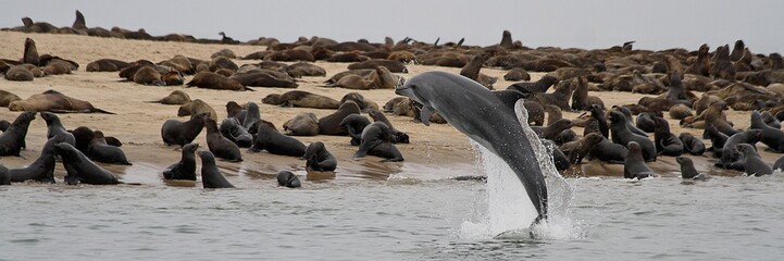 Dolphin in Swakopmund Namibia