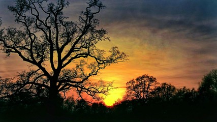Fototapeta na wymiar Tree siluette and beautiful sunset 