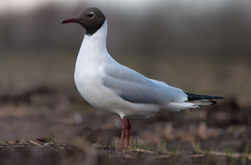 black-headed gull close shot in a field