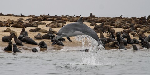 Dolphin in Swakopmund Namibia
