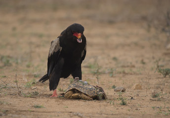 Bateleur Eagle, Terathopius ecaudatus, eating the innards of tortoise, having cracked open the tortoise shell. Kruger National Park, South Africa