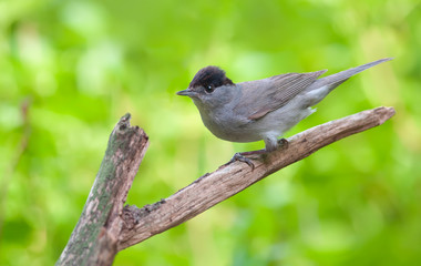 Blackcap posing on an old branch
