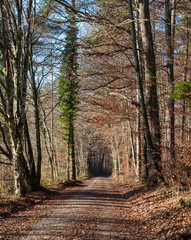 Obraz premium Waldweg im Tunnel aus Bäumen