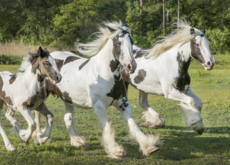 Obraz na płótnie Canvas Gypsy horse mares and foal run
