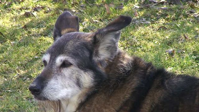 Unser Labrador-Sch&auml;fermischling "Senta" genie&szlig;t die Fr&uuml;hlingssonne (Nahaufnahme)