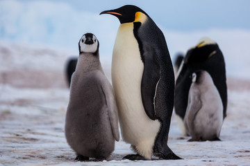 Emperor penguin with cute chick