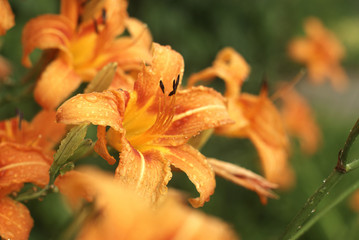 Beautiful orange lily in the dew