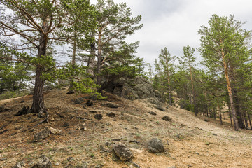 Каменистый склон холма порос хвойным лесом.