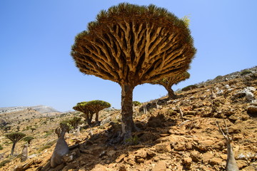 Dracaena cinnabari (the Socotra dragon tree) (dragon blood tree) forest, Homil Protected Area, island of Socotra, Yemen