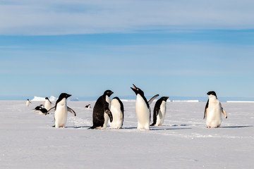 Yelling Adelie penguin with friends