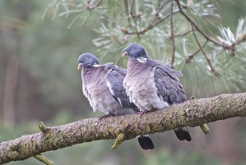 Two pigeons in mating ritual.