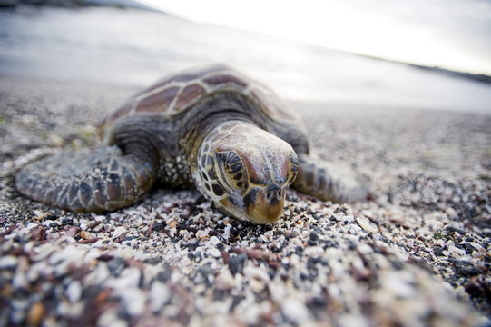 A Pacific green turtle, on the beach, Galapagos Islands, Ecuador