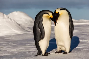 Wandaufkleber Emperor penguins putting their heads together © Mario Hoppmann