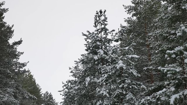 tree tops christmas of the trees in the snow Winter beautiful forest nature landscape