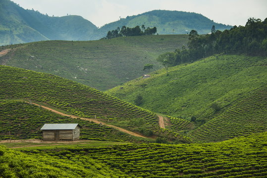 Tea plantation in the mountains of southern Uganda