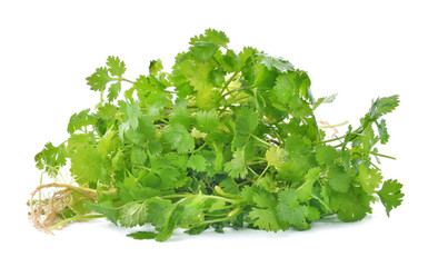 Coriander