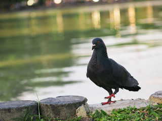 close up of pigeons bird standing