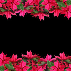 Beautiful floral background of Christmas poinsettia 