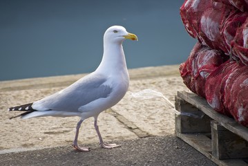 Seagull about to steal the oyster catch