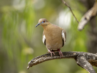 White-winged Dove
