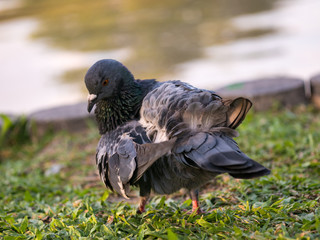 close up of pigeons bird standing