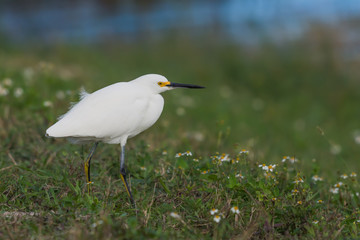 Obraz premium Snowy egret in area with flowers