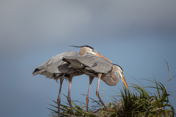 Two great blue herons on nest