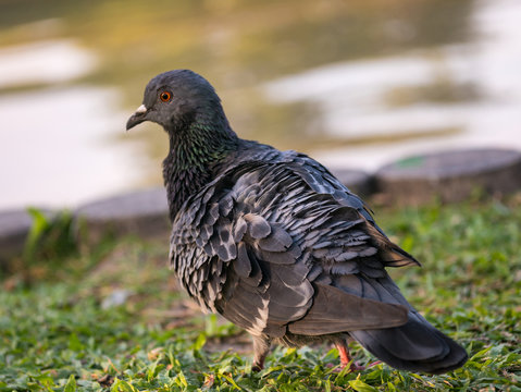 close up of pigeons bird standing