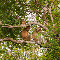 Several Dutch monkeys sitting among green foliage on a tree in Indonesia