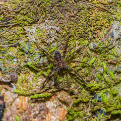 Big scary spider goes on the ground, strewn with green branches and buds (Indonesia)