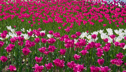 Field with colorful tulips