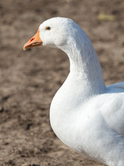 Goose on the nature