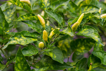 green pepper plant, Green chilli plant, growing plant, chilli harvest, home harvest, home-grown vegetable