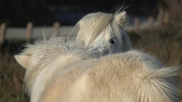 cuddly ponies cutest animals
