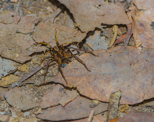 Indonesian spider with brown and yellow paws standing on the ground, sheltered fallen leaves