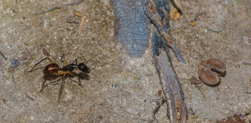 Ant with long thin legs goes through the land (Indonesia)
