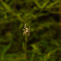 Spider with thick paws on a green background (Indonesia)